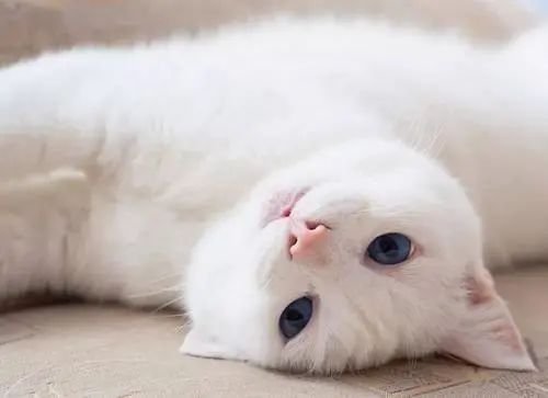 眼睛蓝蓝的猫_蓝眼睛的猫_猫蓝眼睛是什么猫