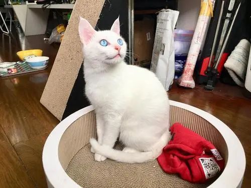 眼睛蓝蓝的猫_猫蓝眼睛是什么猫_蓝眼睛的猫