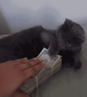 养一只猫一个月最少花多少钱_养猫花了太多钱了_花钱养个猫