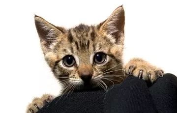 幼猫一直发出震动的声音_震动幼猫发出声音是为什么_震动幼猫发出声音正常吗