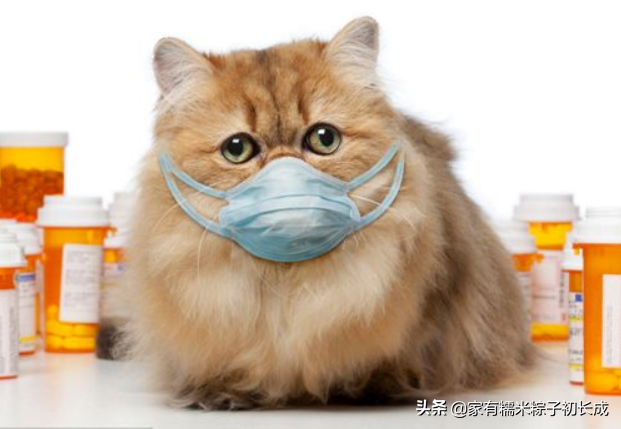 可以杀死猫瘟病毒的消毒液_84多久可以杀死猫瘟病毒_有效杀死猫瘟