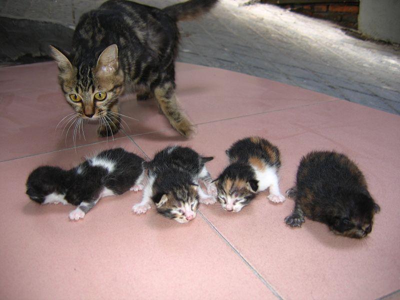 猫咪吃掉小猫_猫吃掉自己的宝宝了_母猫吃掉小猫预示着什么