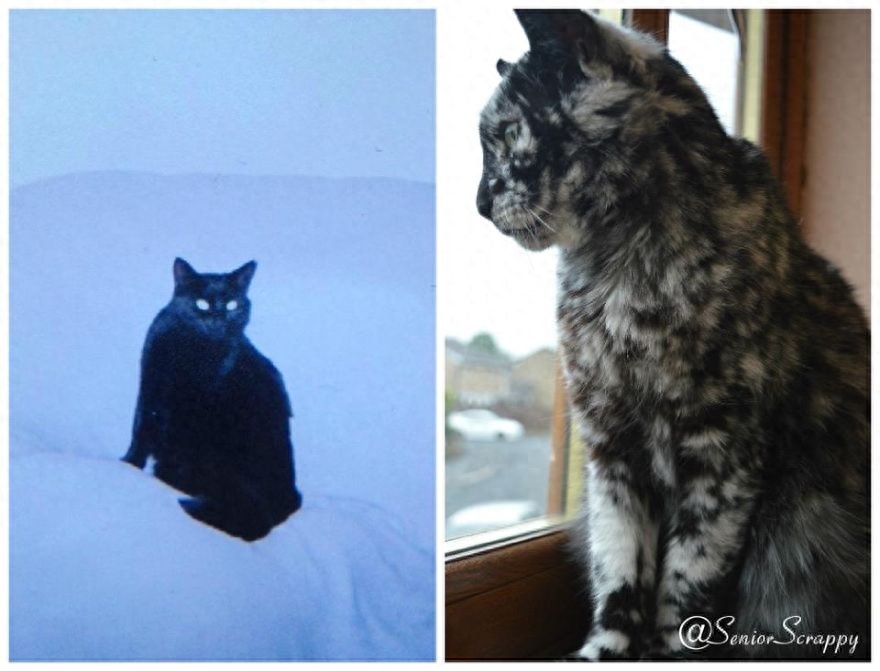 8年的时间，纯黑小猫皮毛变得黑白相间，但依旧挡不住霸气侧漏