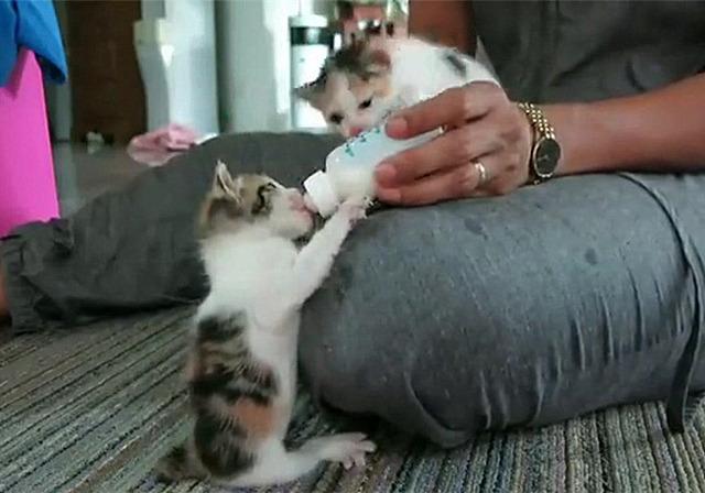 母猫吃掉小猫预示着什么_猫咪吃掉小猫_猫吃掉幼崽