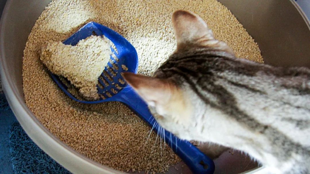 没有猫砂可以用沙子代替吗_没有猫砂了可以用卫生纸代替吗_没有猫砂怎么办可以用什么代替