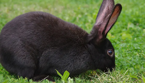 吃菜的兔子需要喝水吗_兔子吃什么蔬菜_兔子吃蔬菜会撑死吗