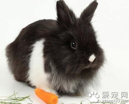 兔子吃什么蔬菜_吃菜的兔子需要喝水吗_兔子吃蔬菜会撑死吗