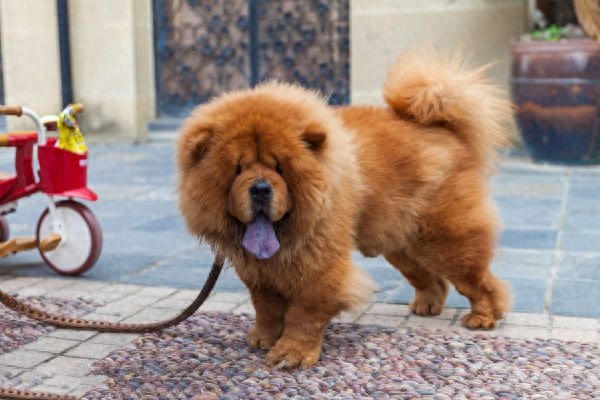 地球上10大最凶猛的犬，比特犬第二，高加索犬榜首，你喜欢哪个？