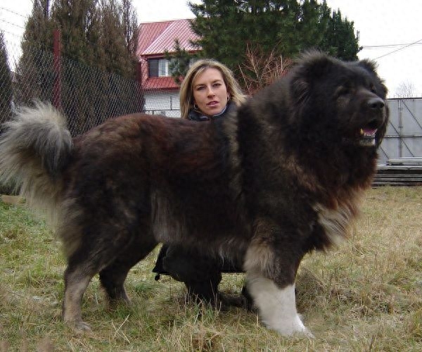地球上10大最凶猛的犬，比特犬第二，高加索犬榜首，你喜欢哪个？
