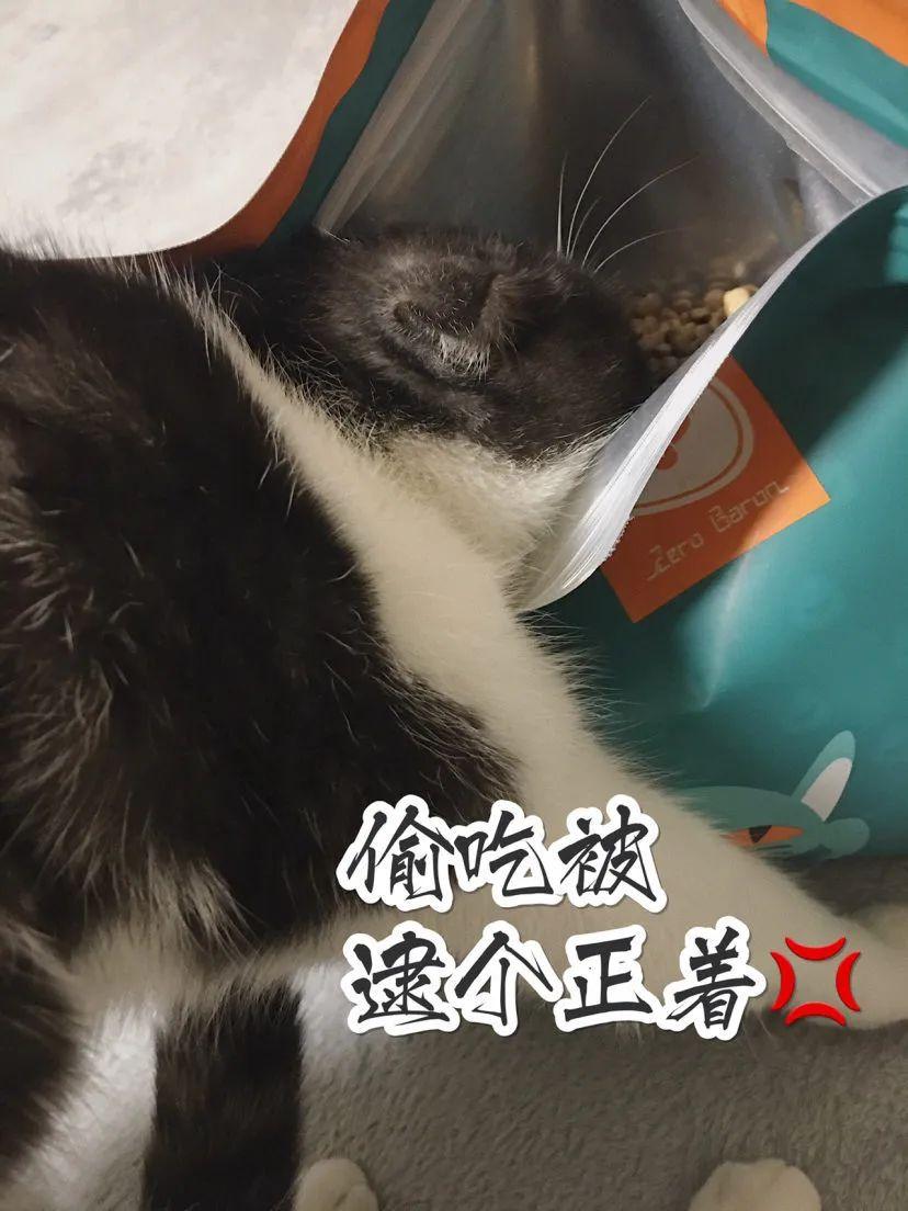 猫咪能吃豆腐猫砂吗_猫可以吃豆腐吗_宠物猫能吃豆腐吗