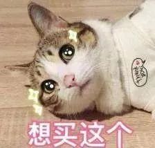 猫咪能吃豆腐猫砂吗_猫可以吃豆腐吗_宠物猫能吃豆腐吗