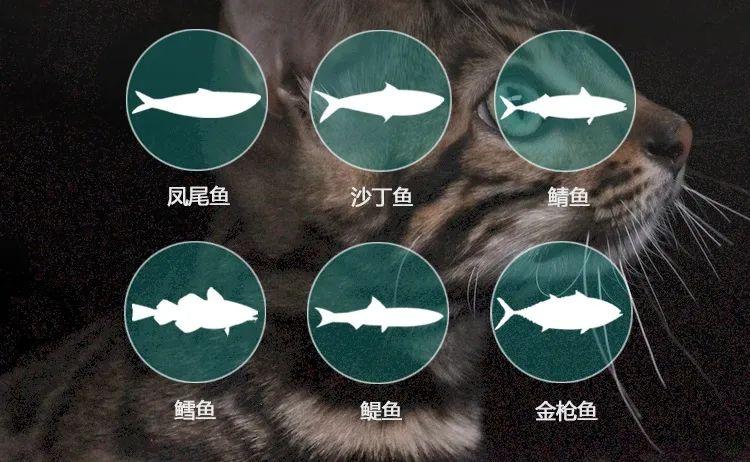 猫可以吃豆腐吗_宠物猫能吃豆腐吗_猫咪能吃豆腐猫砂吗